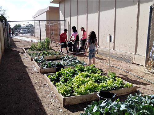 students in the garden